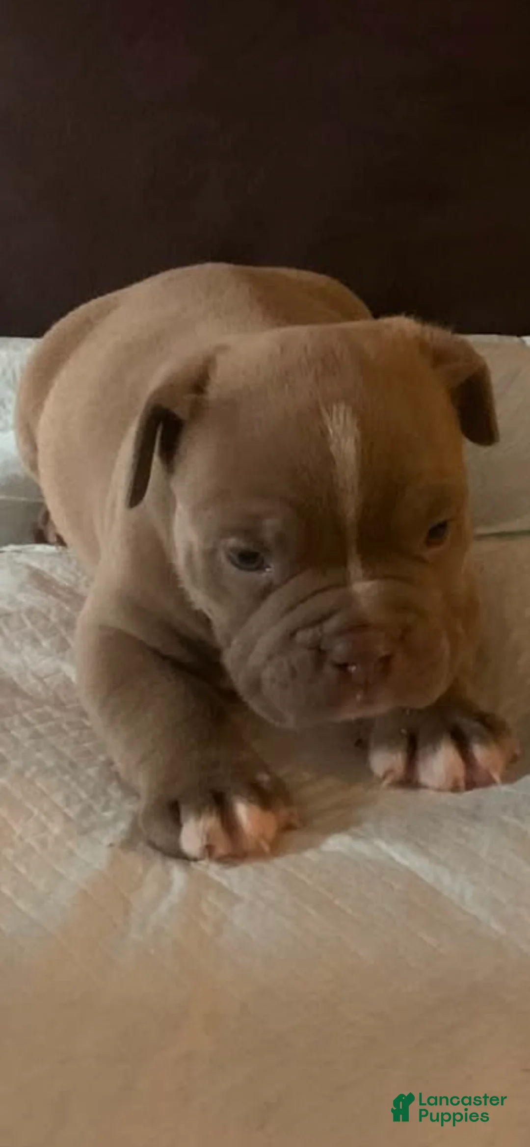 American Bully dogs for sale: American Bully 1 - Ad 1