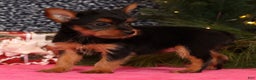 Yorkshire Terrier dogs for sale: Marsha - Ad 9