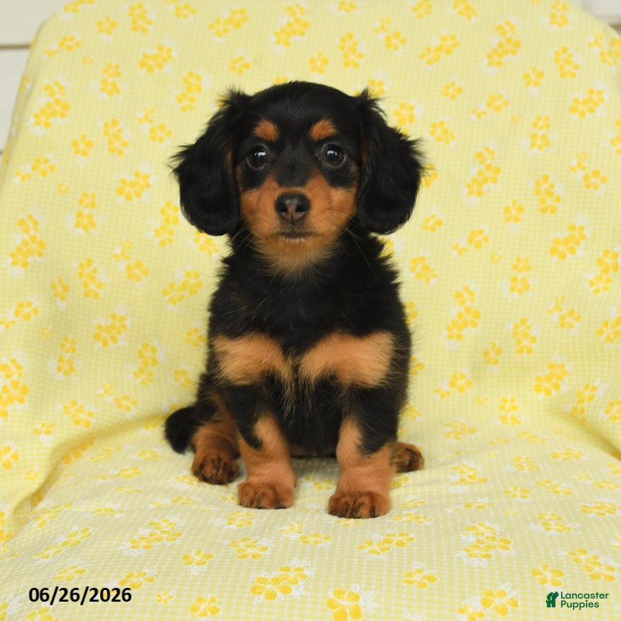 Miniature Dachshund dogs Polly - Ad 2