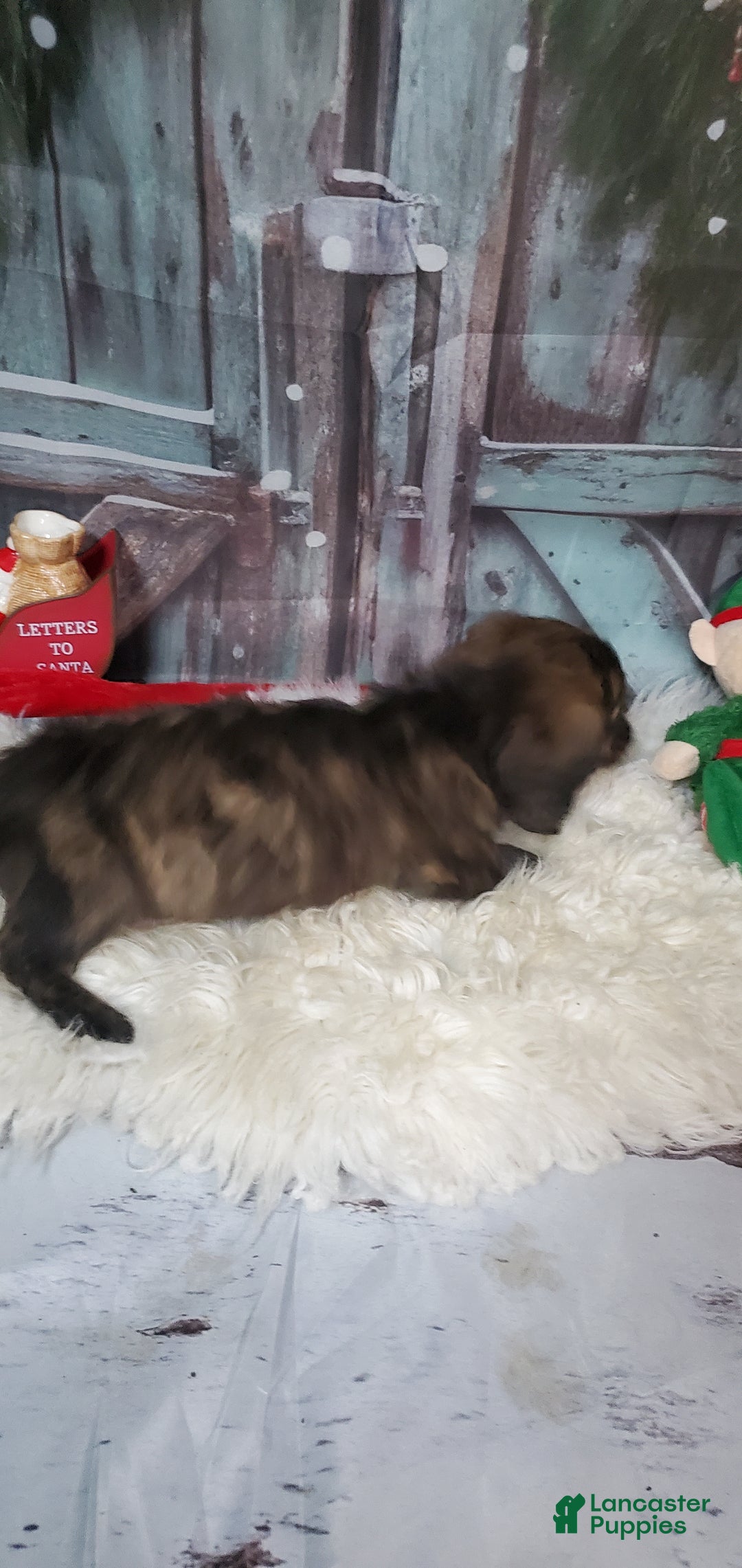 Miniature Dachshund dogs for sale: Hunter - Ad 2