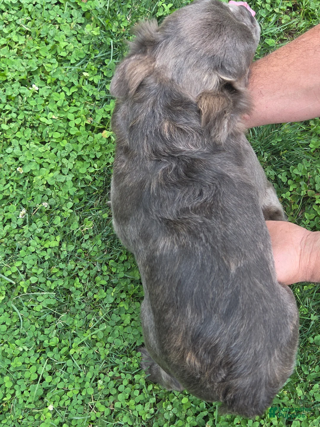 French Bulldog dogs for sale: French Bulldog Puppy 1 Bersace - Ad 2