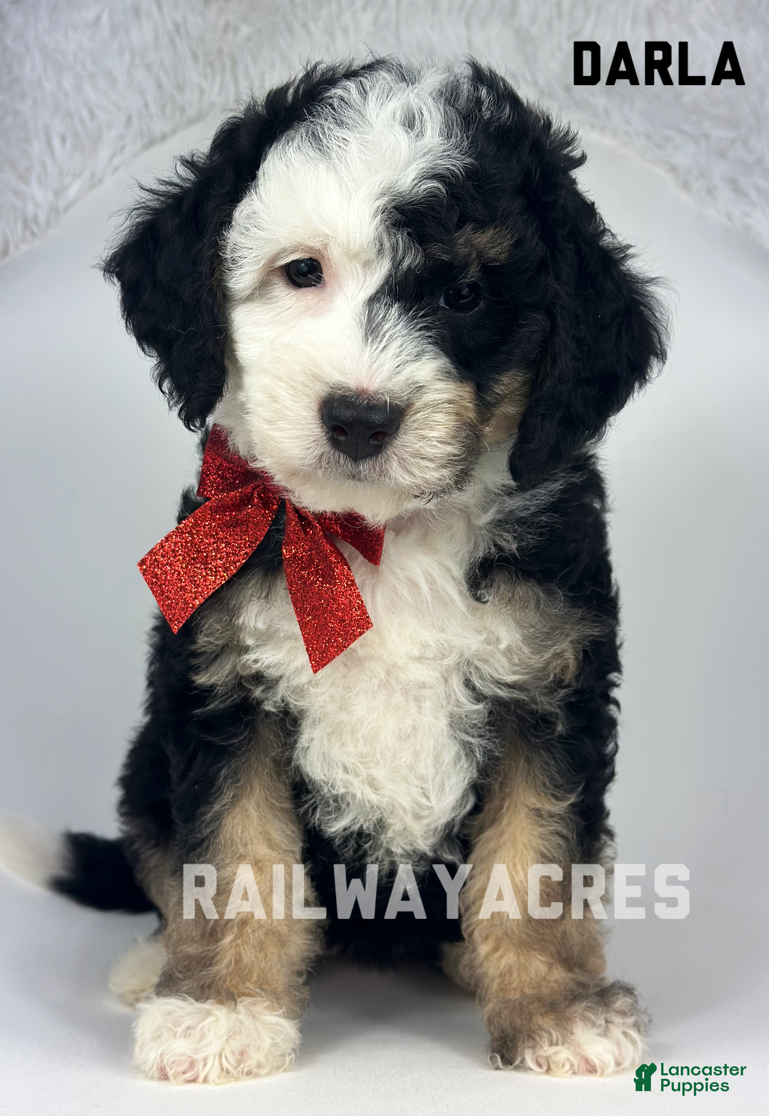 Mini Bernedoodle dogs Darla - Ad 17