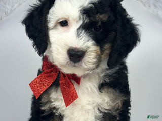 Mini Bernedoodle dogs Darla - Ad 14