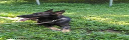 German Shepherd dogs for sale: Mo - Ad 3