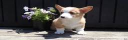 Welsh Corgi Pembroke dogs for sale: Seth - Ad 5