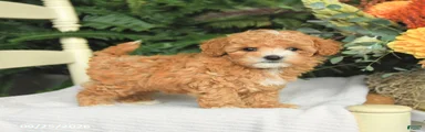 Duncan