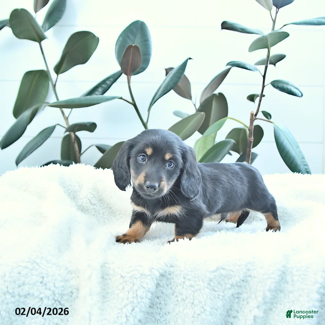 Miniature Dachshund dogs for sale: Wallace - Ad 1