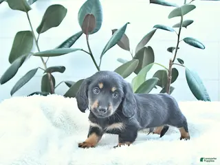 Miniature Dachshund dogs Wallace - Ad 16