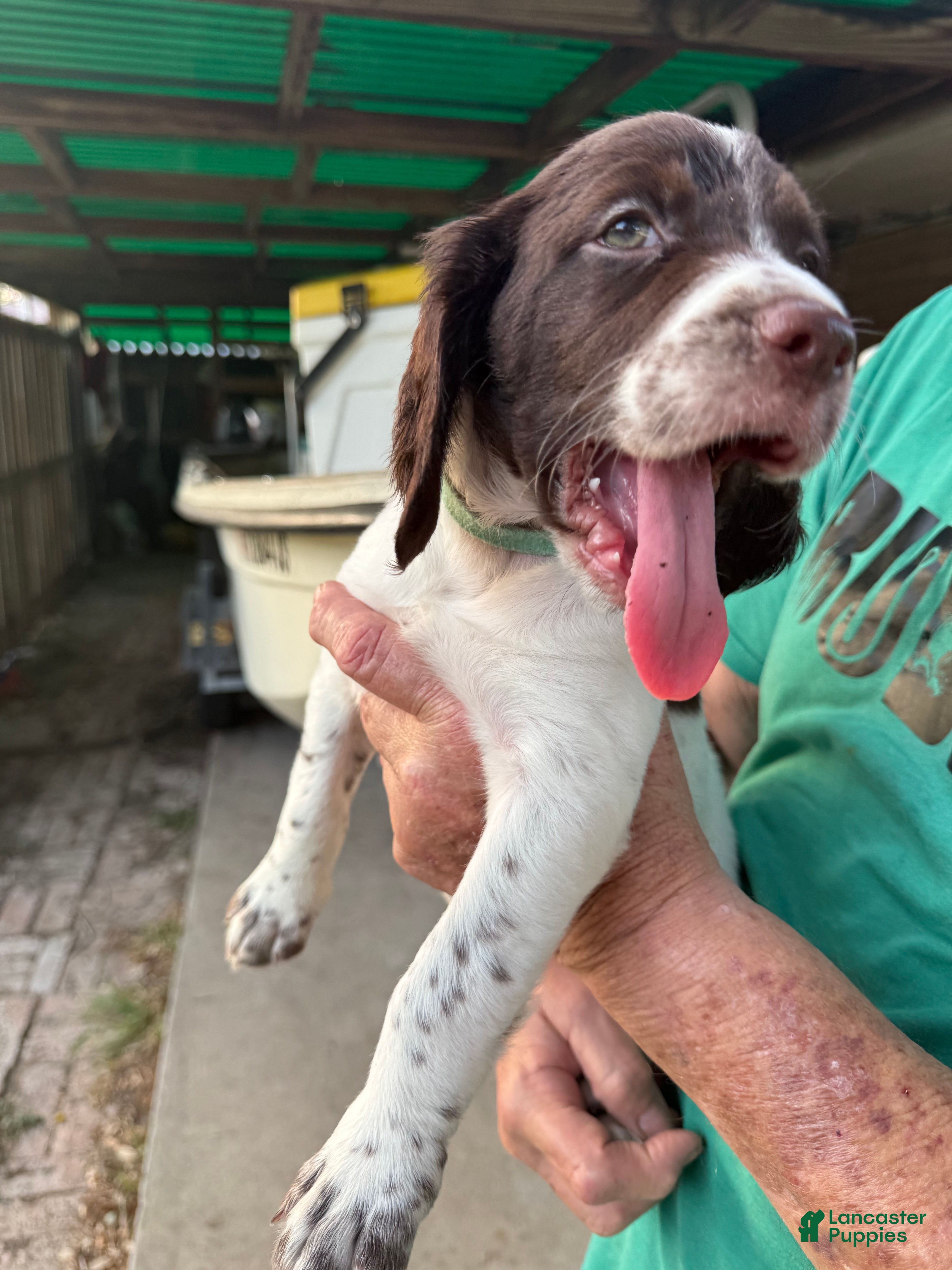 Brittany Spaniel dogs Skittles - Ad 2