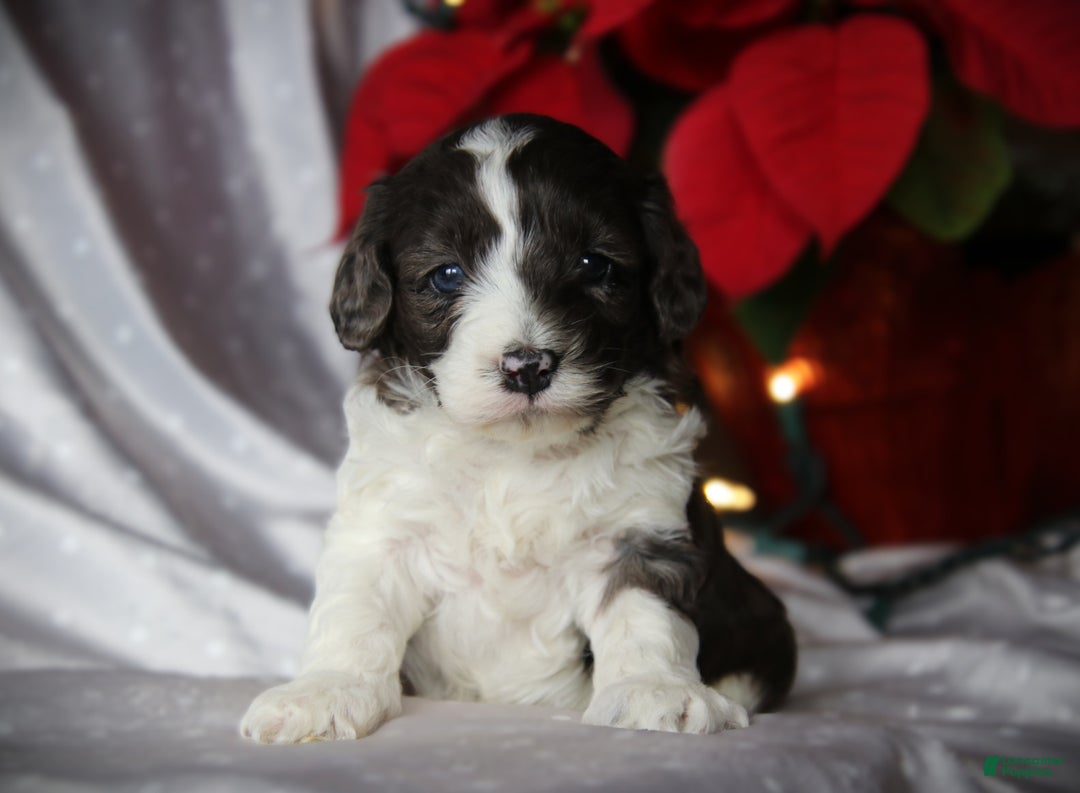 Cockapoo dogs for sale: Ember - Ad 2