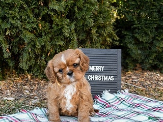 Cavalier King Charles Spaniel dogs Puggles - Ad 29