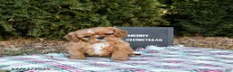 Cavalier King Charles Spaniel dogs for sale: Puggles - Ad 1