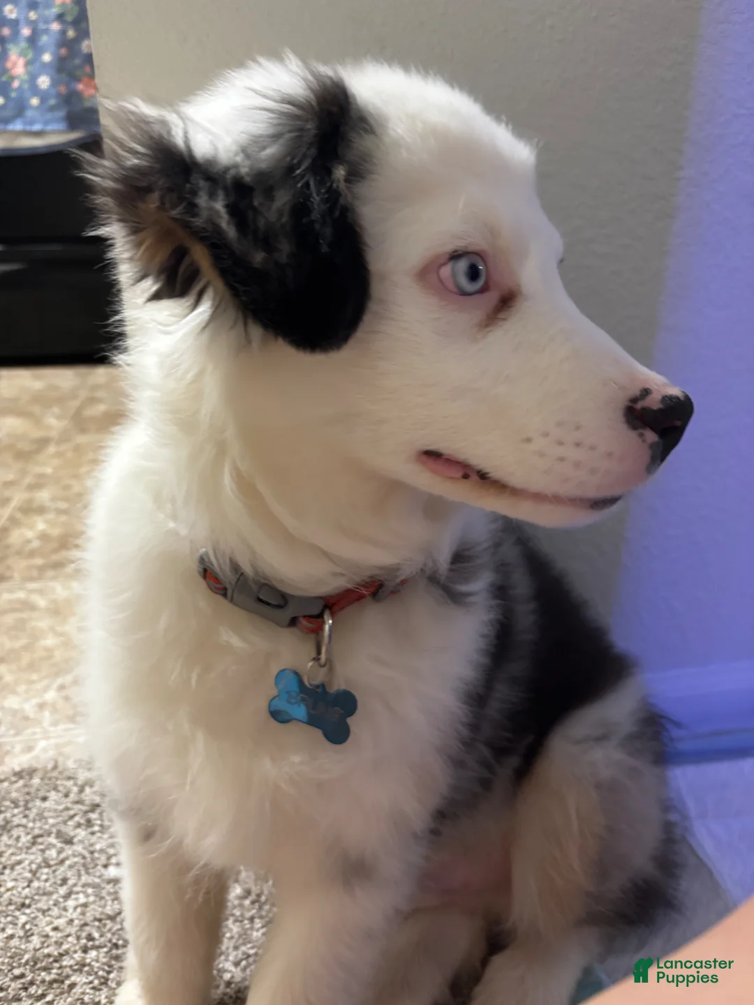 Australian Shepherd dogs for sale: Australian Shepherd Puppy 1 - Ad 4