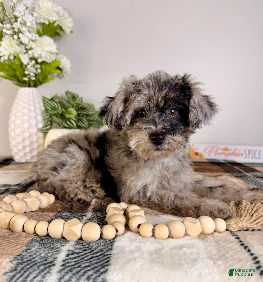 Yorkiepoo dogs for sale: Luna - Ad 3