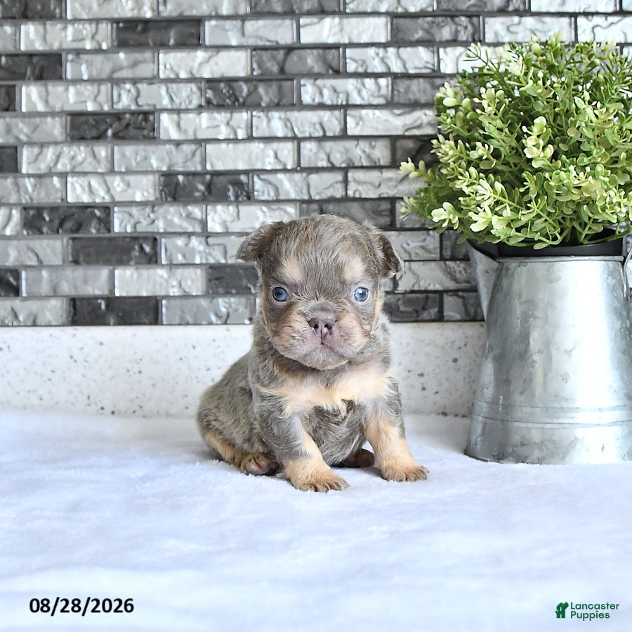 French Bulldog dogs Oliver - Ad 2