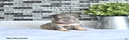 French Bulldog dogs for sale: Oliver - Ad 2