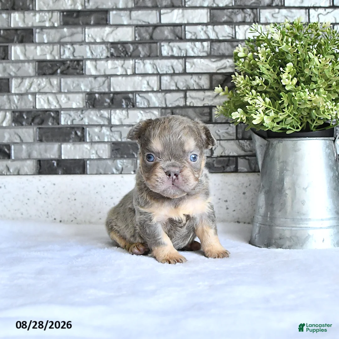 French Bulldog dogs for sale: Oliver - Ad 2