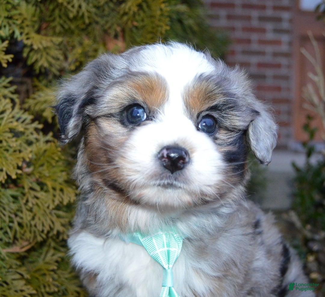Mini Aussiedoodle dogs for sale: Mini Asher - Ad 12