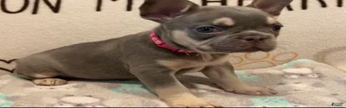 French Bulldog Puppy 4