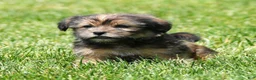 Shorkie dogs for sale: Simpkins - Ad 7