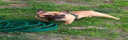 French Bulldog dogs for sale: French Bulldog 1 - Ad 2