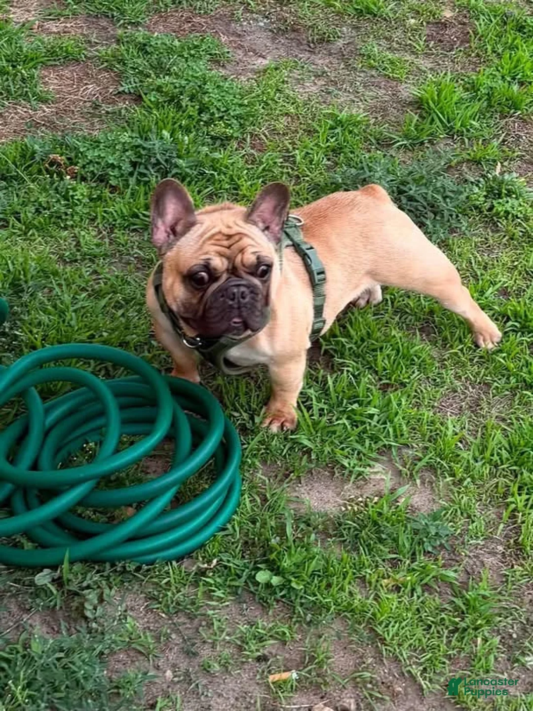 French Bulldog dogs for sale: French Bulldog 1 - Ad 2