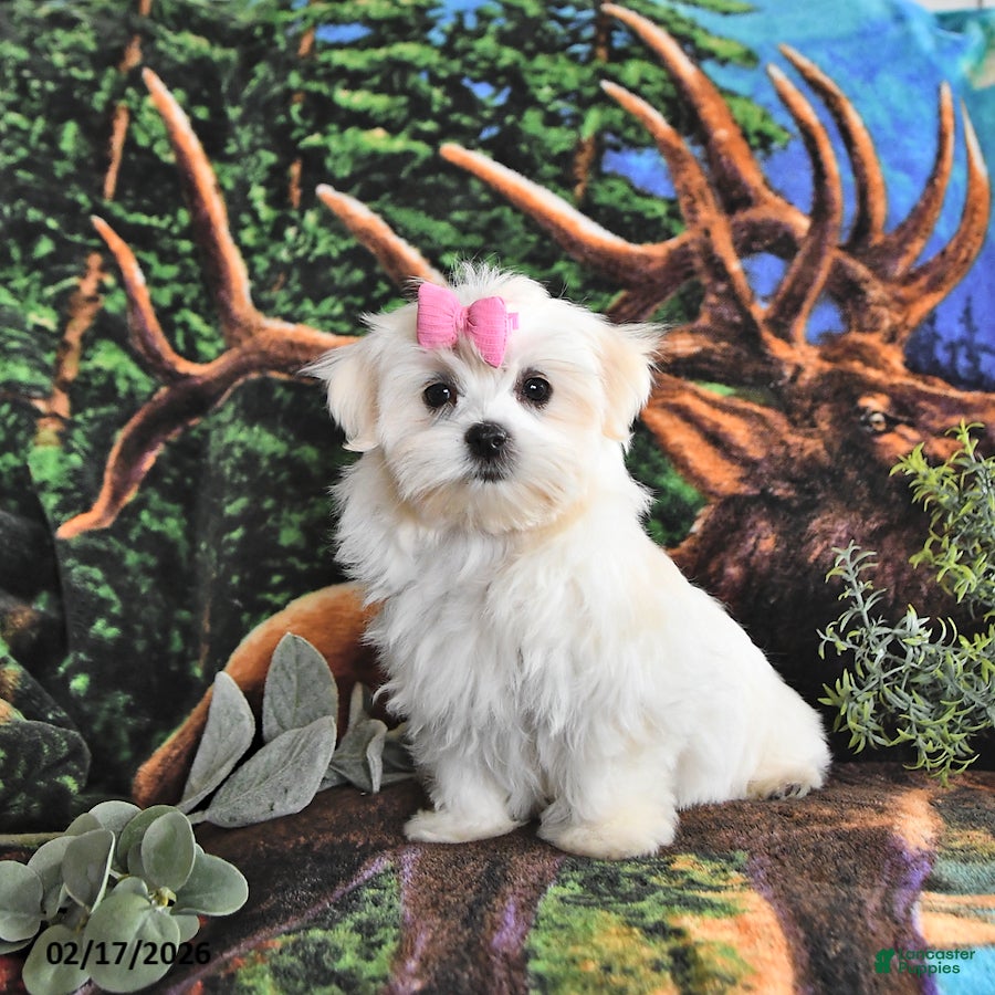 Maltese dogs Addison - Ad 1