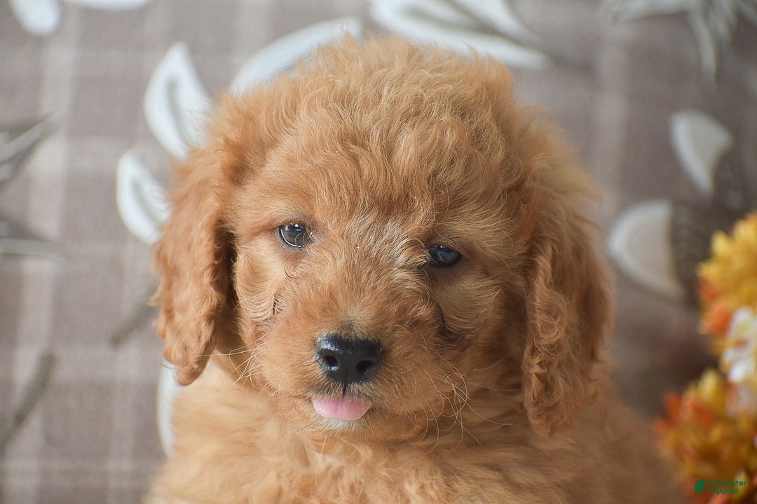 Cavapoo dogs for sale: Rusty - Ad 4