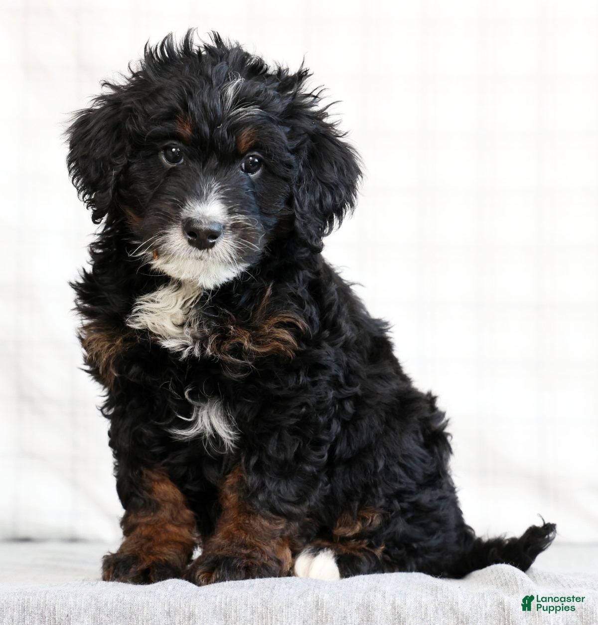Mini Bernedoodle dogs Zeke - Ad 1