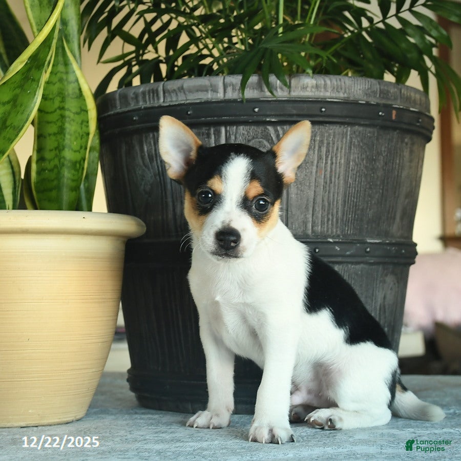 Toy Fox Terrier dogs Cole - Ad 2