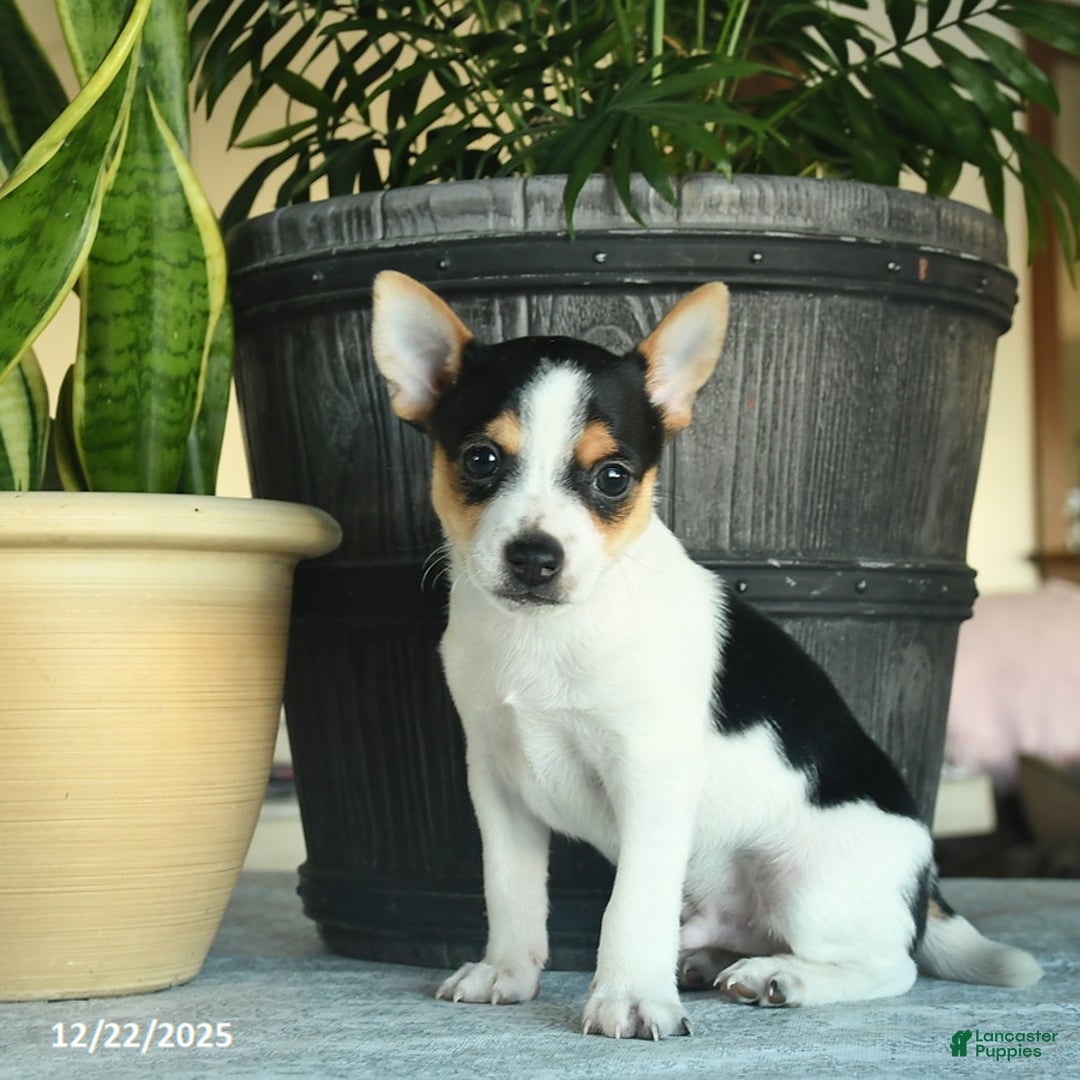 Toy Fox Terrier dogs for sale: Cole - Ad 2