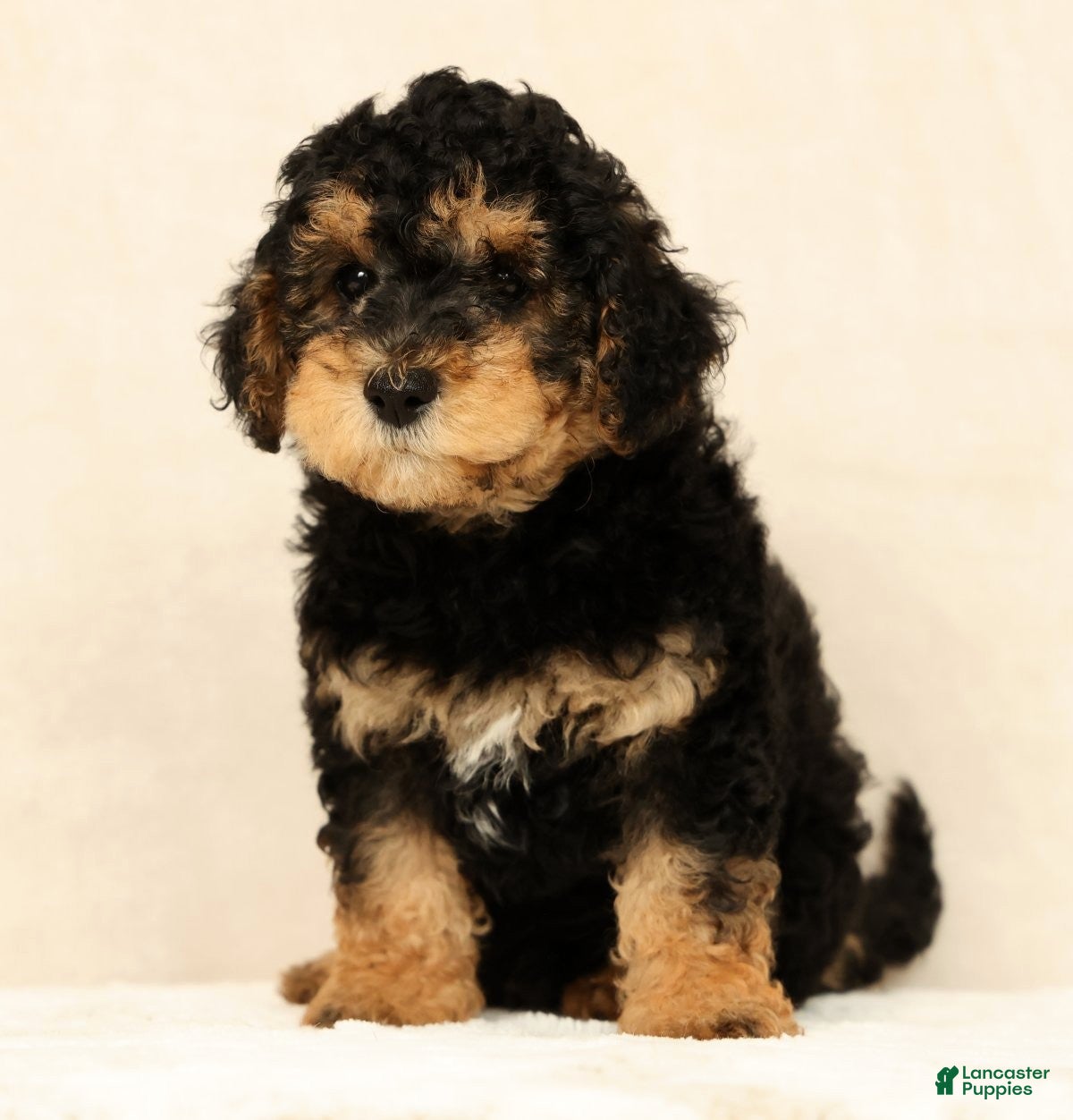 Mini Bernedoodle dogs Leo - Ad 1
