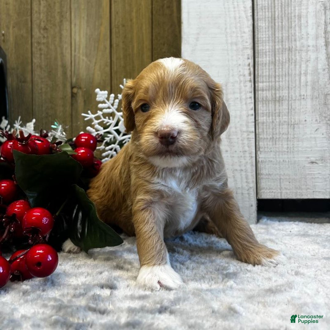 Goldendoodle dogs for sale: Juliett (Miniature Girl) - Ad 3