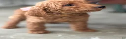 Standard Poodle dogs for sale: Coco - Ad 3