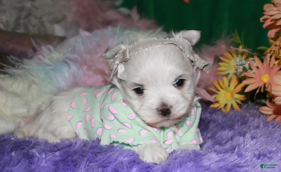 Maltese dogs for sale: Fannie - Ad 2