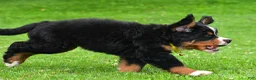 Bernese Mountain Dog dogs for sale: Neal - Ad 4