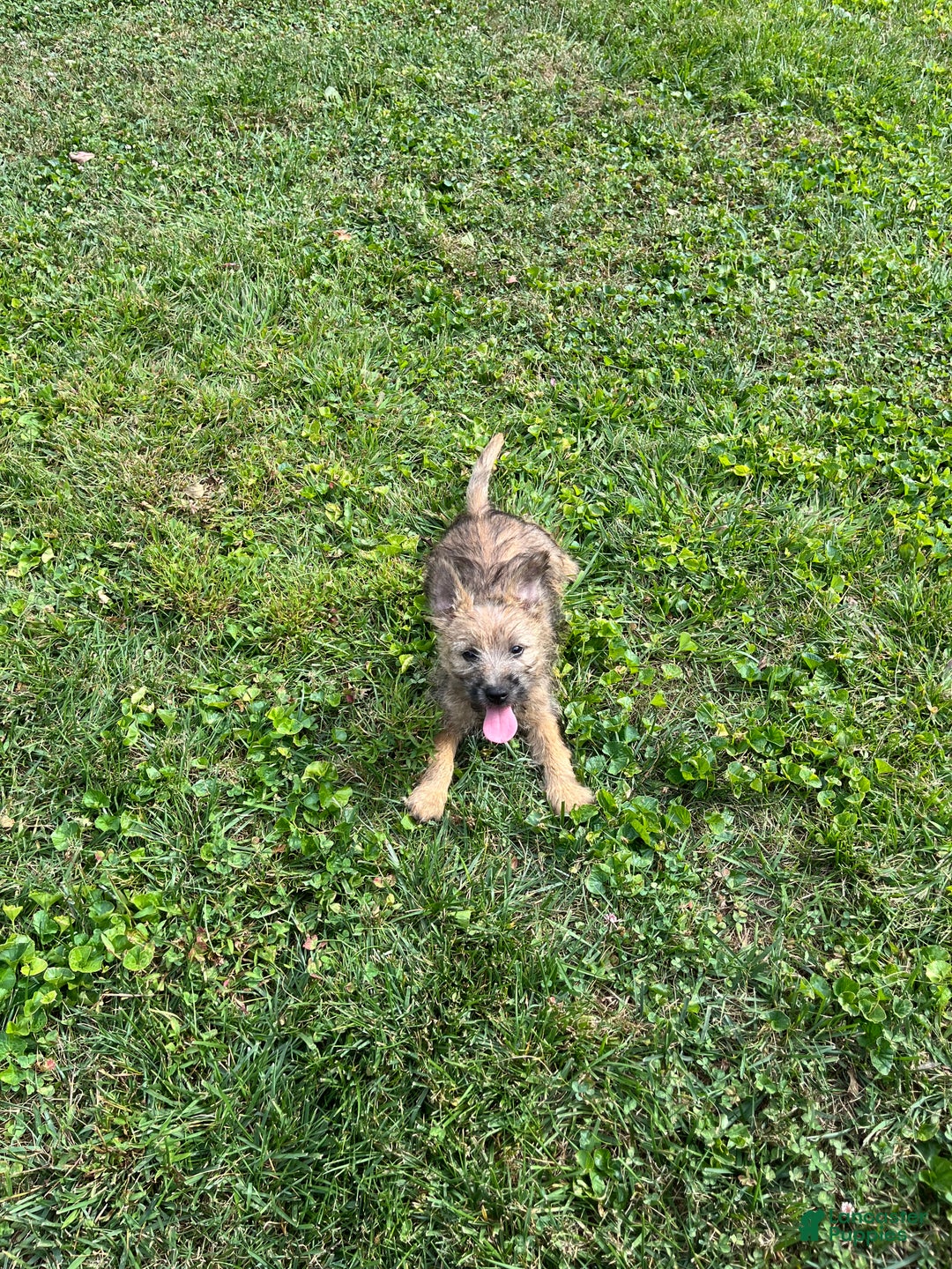 Cairn Terrier dogs for sale: Puddles - Ad 1