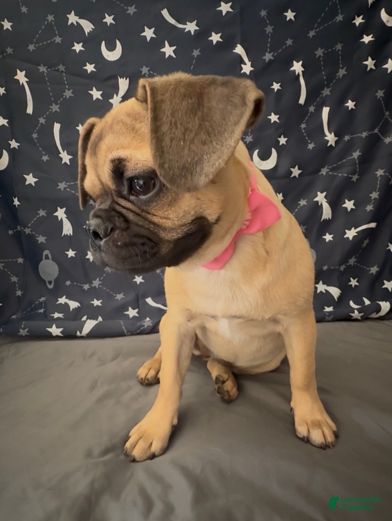 Mixed Breed dogs Bugg girl  - Ad 1