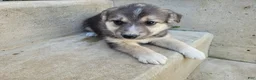 Gerberian Shepsky dogs for sale: Jackie - Ad 3