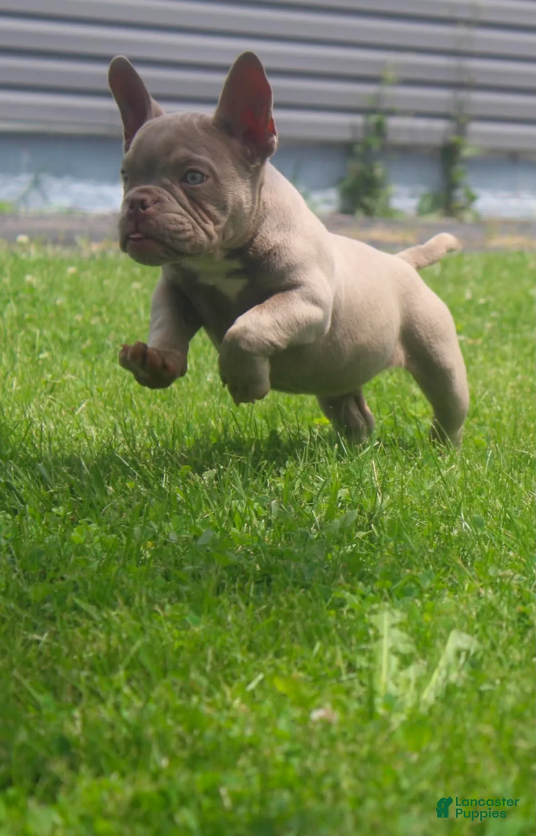 American Bully dogs for sale: Lilo - Ad 1