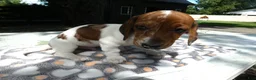 Miniature Dachshund dogs for sale: Miniature Dachshund 2 Penny - Ad 2