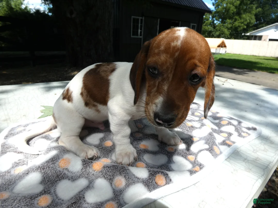 Miniature Dachshund dogs for sale: Miniature Dachshund 2 Penny - Ad 2