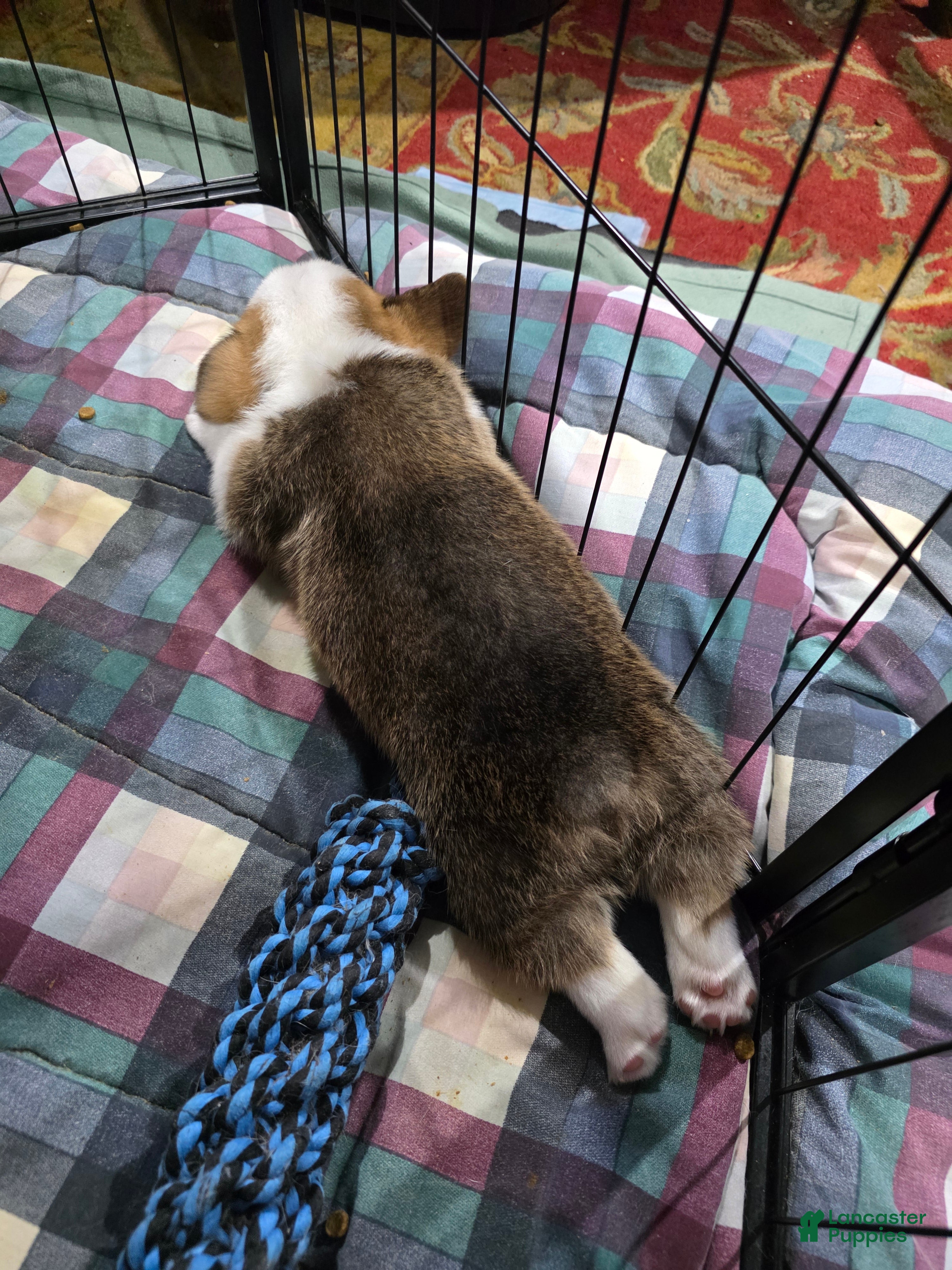 Welsh Corgi Pembroke dogs Welsh Corgi Pembroke 3 - Ad 2