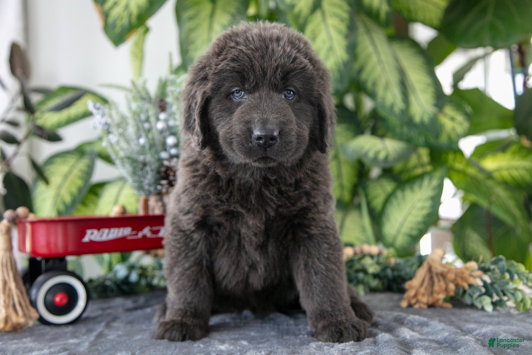 Newfoundland dogs for sale: Sidney - Ad 1