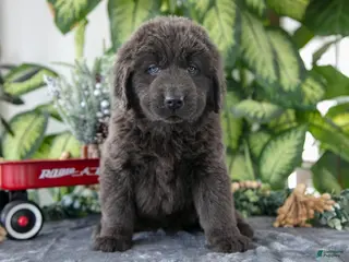 Newfoundland dogs Sidney - Ad 13