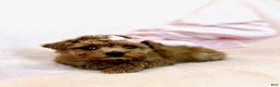 Miniature Poodle dogs for sale: Miniature Poodle 1 - Ad 1