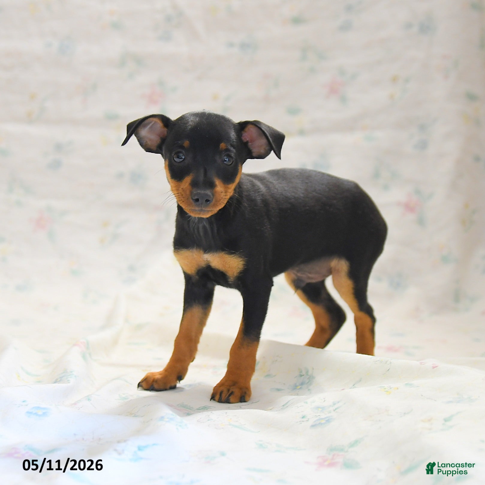 Miniature Pinscher dogs Phoenix - Ad 1
