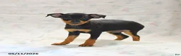 Miniature Pinscher dogs for sale: Phoenix - Ad 1