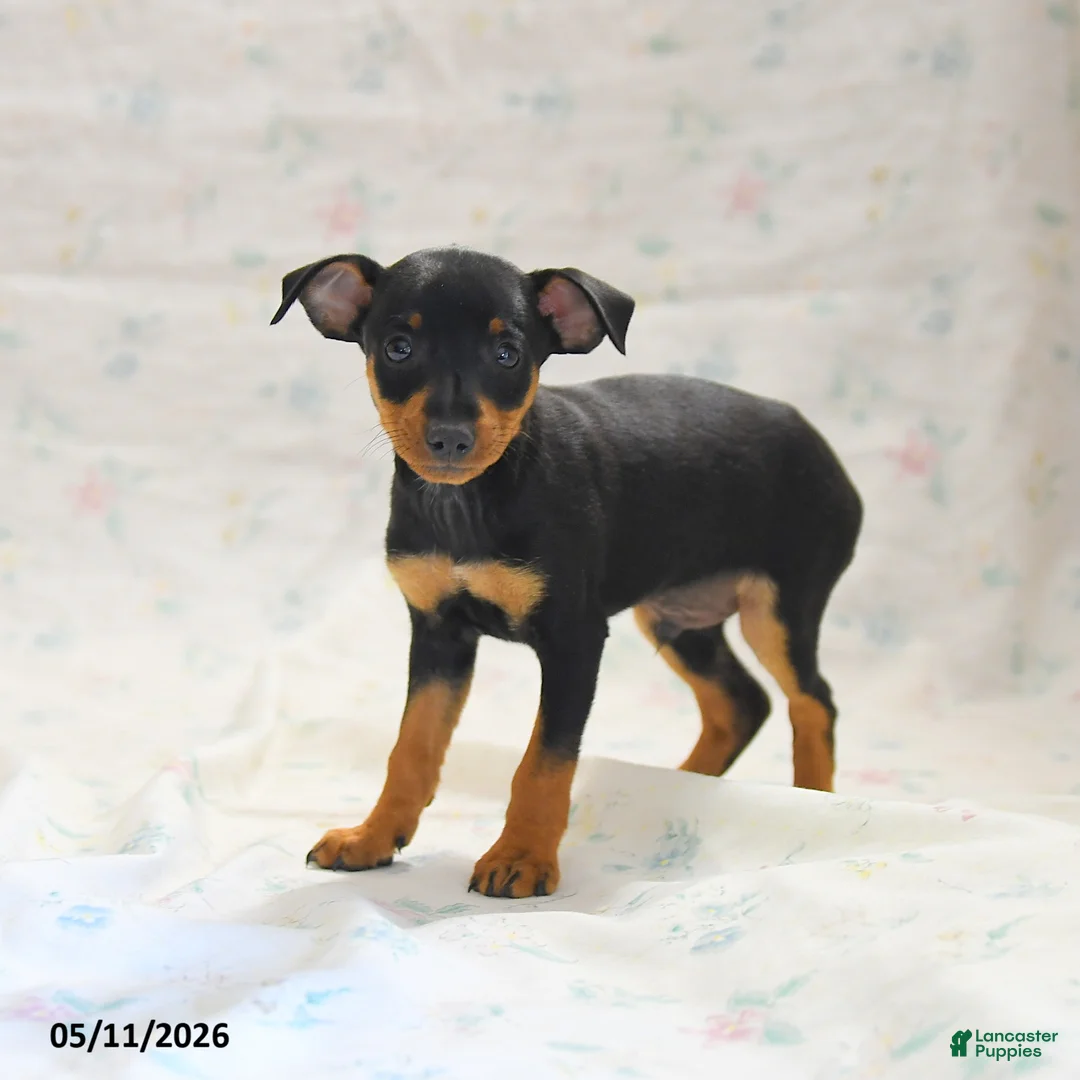 Miniature Pinscher dogs for sale: Phoenix - Ad 1