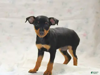 Miniature Pinscher dogs for sale: Phoenix - Ad 4